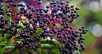 Exotic Foods That Could Kill You If Not Prepared The Right Way