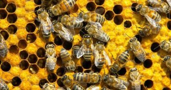 The Amazing Life Of Bees: 5 Ways Bees Help Us Stay Healthy