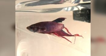 Woman Buys a Rotting Fish, Four Weeks Later It Transformed into Something AMAZING!
