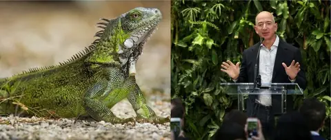You Won’t Believe It, Jeff Bezos Just Ate an IGUANA!