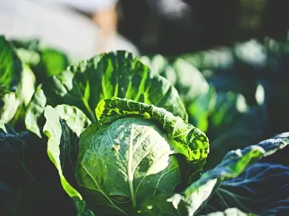 green cabbage