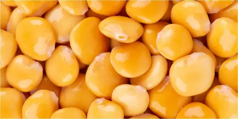 The Many Health Benefits Of Lupin Beans