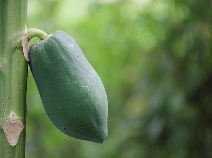 green papaya