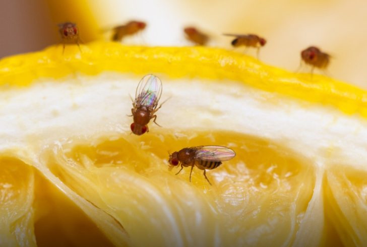 Close-up of fruit flies on citrus slice