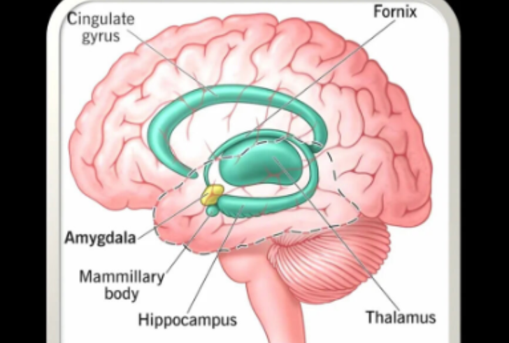 labeled diagram of brain and adrenal glands